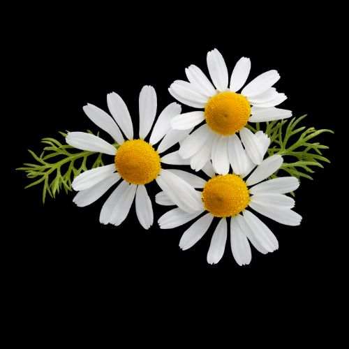 Sleep-Inducing Charm of Chamomile