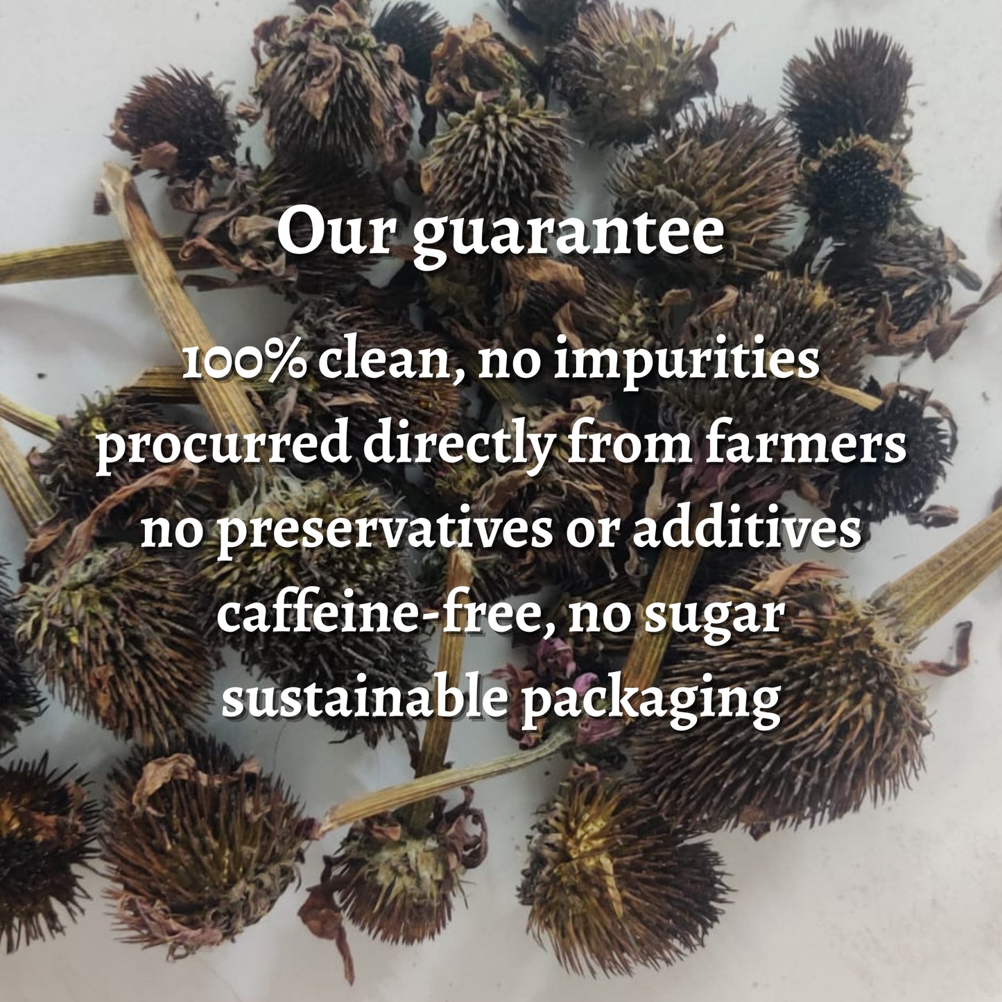 Dried Echinacea Flower