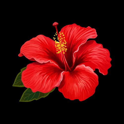 Unlocking the Health Benefits of Hibiscus Tisane