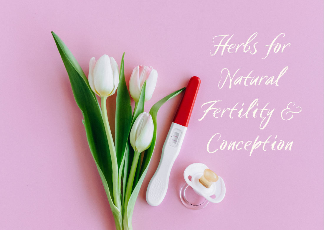 How Herbs Can Help with Fertility and Conception