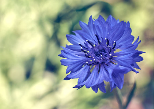 Why Blue Cornflower Is the Secret Ingredient in Natural Cosmetics