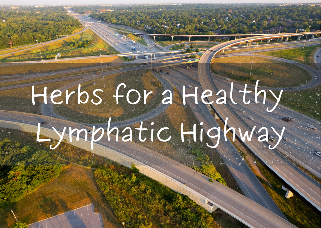 10 Herbs to Keep Your Lymphatic System Unclogged