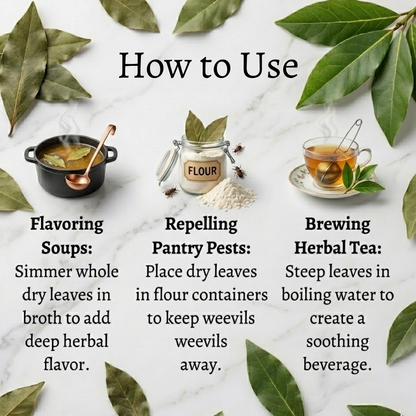 Bay Leaves  | Laurus nobilis  | Pimenta racemosa