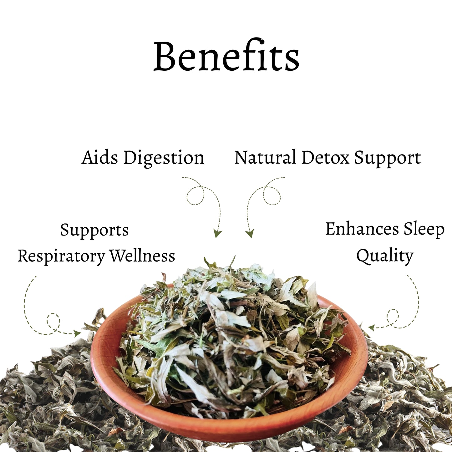 Himalayan Mugwort (Artemisia vulgaris)