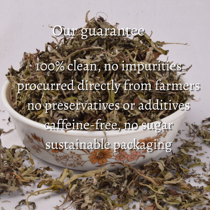 Himalayan Mugwort (Artemisia vulgaris)