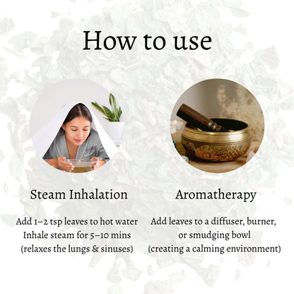 Himalayan Mugwort (Artemisia vulgaris)