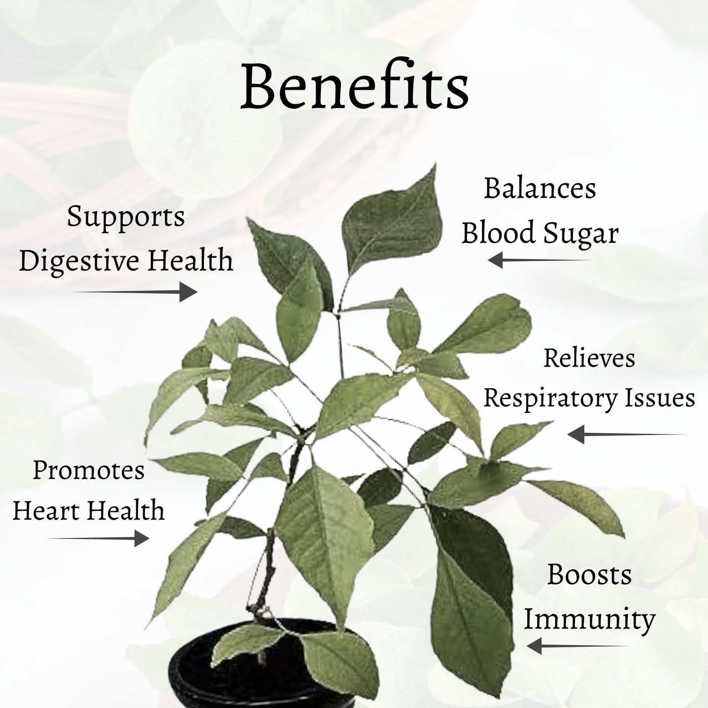 Bel Patra Loose Leaves (Aegle marmelos)