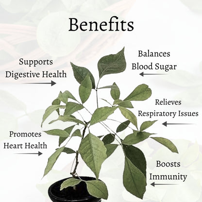 Bel Patra Loose Leaves (Aegle marmelos)