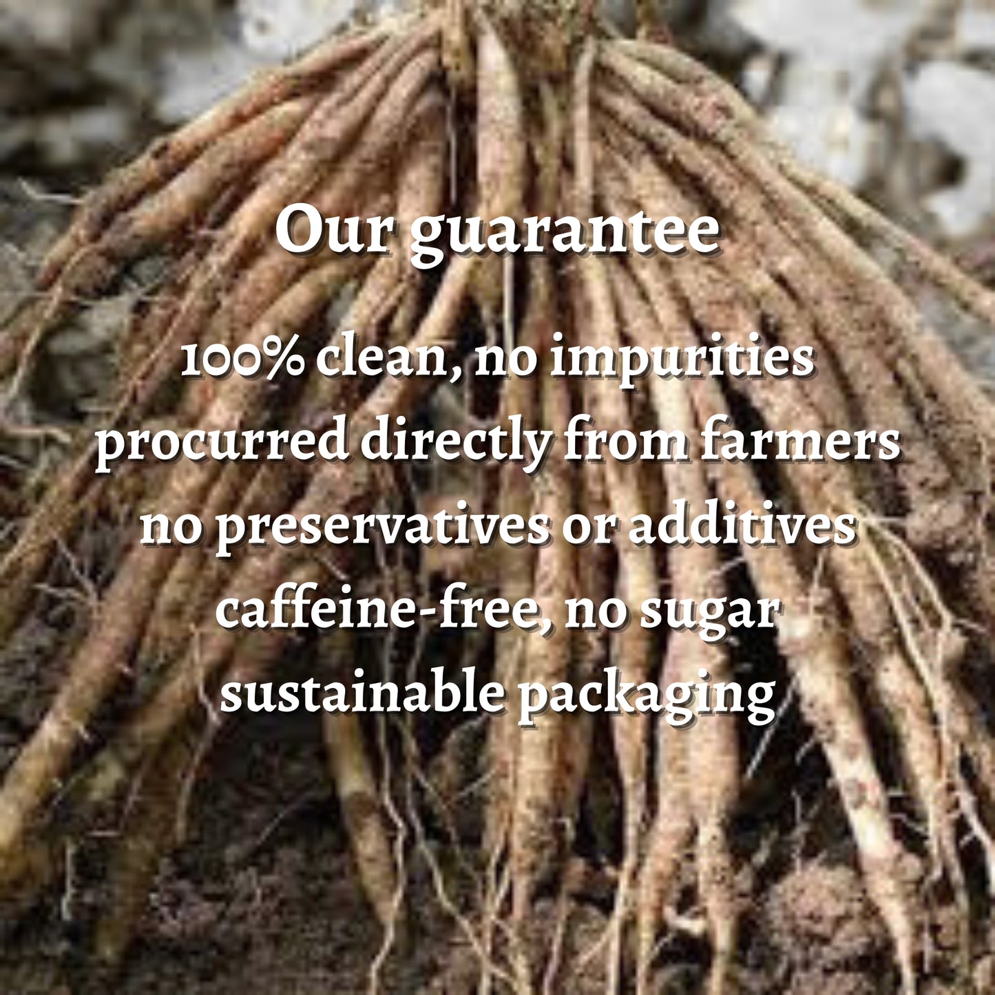 Dried Himalayan Shatavari Roots (Whole)