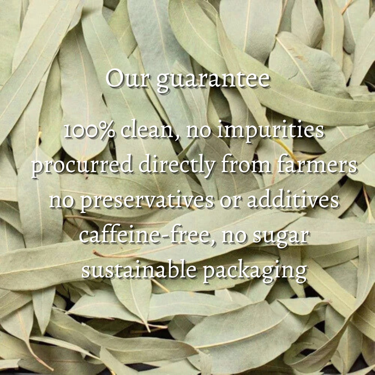 Dried Eucalyptus Loose Leaves (Eucalyptus globulus)