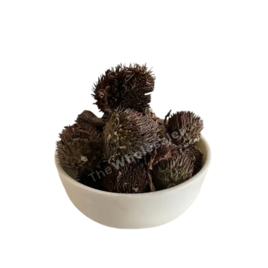 Dried Echinacea Flower