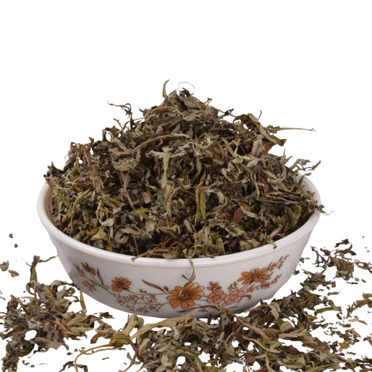 Himalayan Mugwort (Artemisia vulgaris)