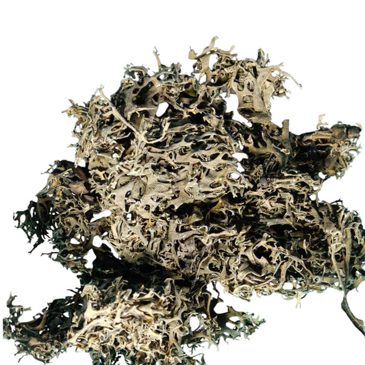 Oak Moss Loose Leaves (Evernia prunastri)