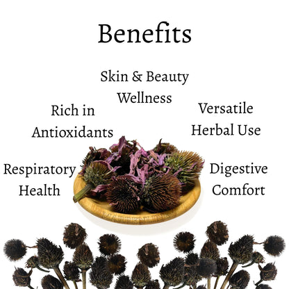 Dried Echinacea Flower